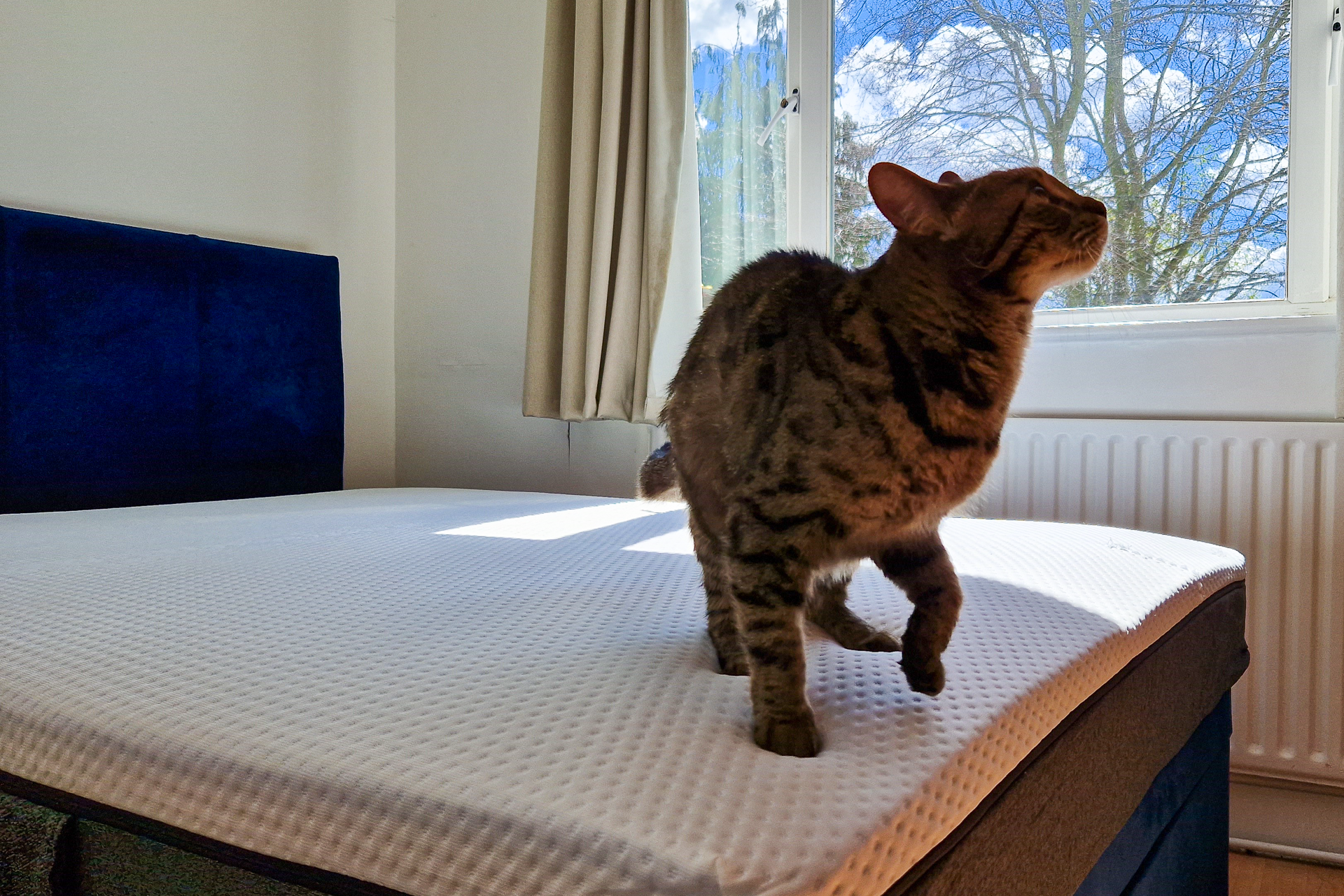 cat jumping on emma premium